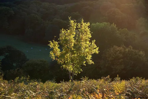 This landscape photograph captures a hillside tree illuminated by the warm evening sunlight during autumn in the North Yorkshire Moors, United Kingdom. The scene showcases the vibrant nature of the rural countryside, with rolling hills and dense woodlands in the background. Taken in 2018, the image displays the rich golden hues typical of the season, highlighting the tree against the darker surrounding foliage and portraying the tranquil beauty of the North Yorkshire Moors.
